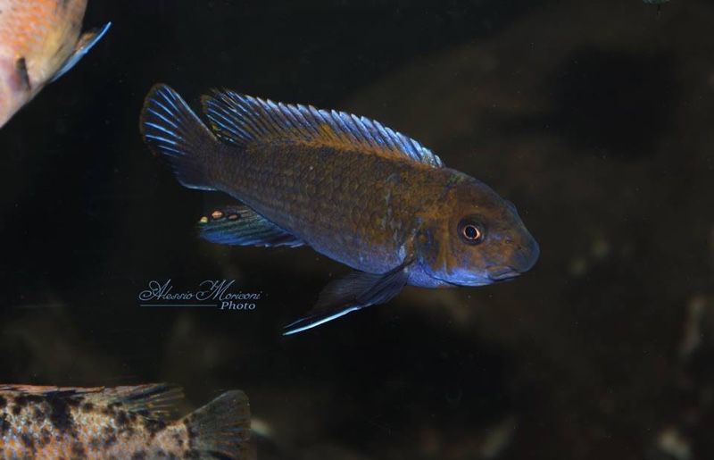 Labeotropheus trewavasae 'Chiofu'